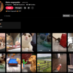 CONTA TIKTOK MONET | 346K+ SEG👥| 627K CURT❤️| PETS (GATOS ENGRAÇADOS)🐱| INVESTIMENTO PREMIUM 🚀