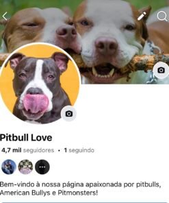 Pagina Facebook de cachorro com 4,7 mil seguidores