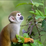 Canal youtube monetizado animais