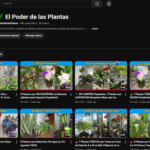 CANAL DARK de PLANTAS +400 INSCRITOS !!!