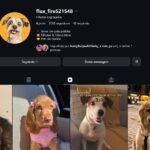 CONTA SOBRE PETS NICHO EM ALTA SEMPRE COM 2MIL SEGUIDORES MUITO BARATO PREÇO DE REVENDA!