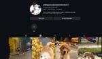 Instagram a venda com 2mil seguidores nicho em alta PETS - Precinho de revenda!!!