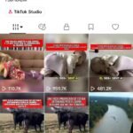 Conta TikTok americana 🇺🇸 Não uso mais! Ótima oportunidade para construir uma audiência e crescer um projeto. Aproveite! 🚀