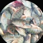 Peixe